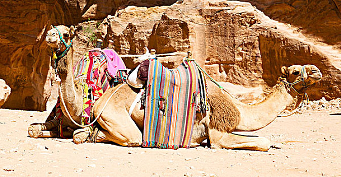 佩特拉,约旦,骆驼,旅游,靠近,老式,惊奇,场所