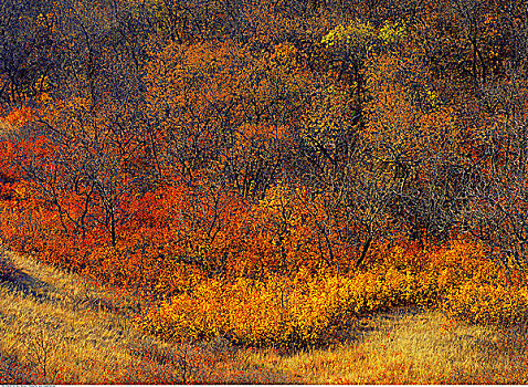 秋天,景色,萨斯喀彻温,加拿大