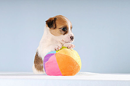 杰克罗素狗,小狗,坐,爪子,彩色,球