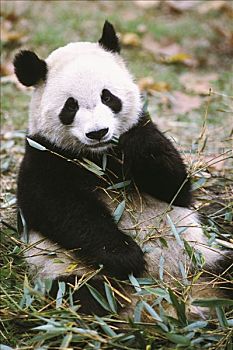中国,省,四川,成都,大熊猫,饲养,熊猫