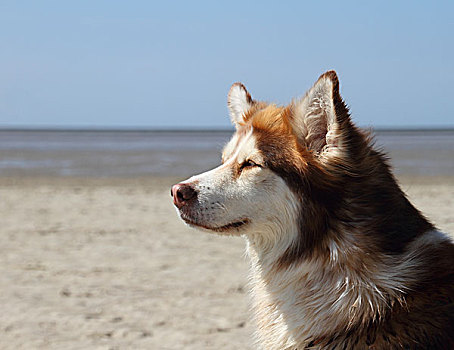 哈士奇犬,海岸