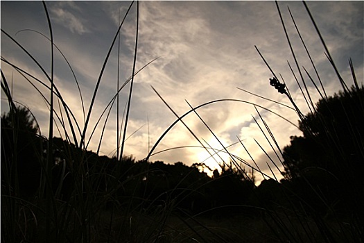 日落,潘帕斯草原