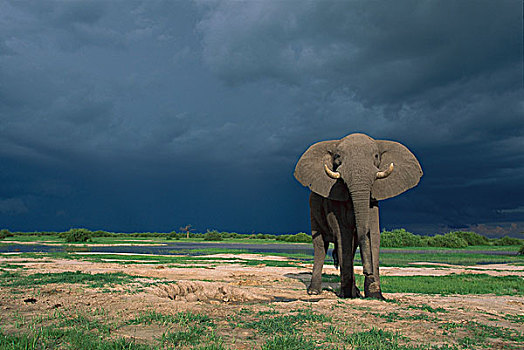 非洲象,雄性动物,雷暴,背景,莫雷米禁猎区,博茨瓦纳
