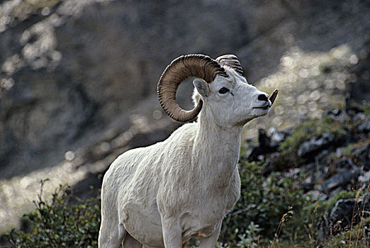 美国,阿拉斯加,野大白羊,公羊,德纳里峰国家公园