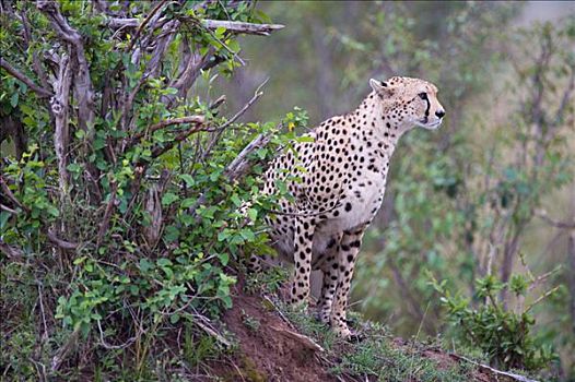 印度豹,猎豹,标记,领土,马赛马拉国家保护区,肯尼亚,东非