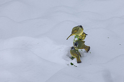 绿鹦嘴鹎雪地觅食栖息