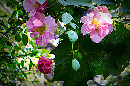 美艳的芙蓉花,木芙蓉,拒霜花,木莲,地芙蓉,华木