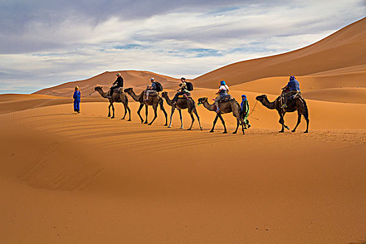 非洲,塔菲拉勒特,梅如卡,却比沙丘,单峰骆驼,骆驼,驼队,旅游,沙漠,柏柏尔人,男人,沙丘,向上,脚,高度