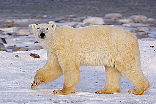 北极熊,冰,边缘,哈得逊湾,丘吉尔市,曼尼托巴,加拿大