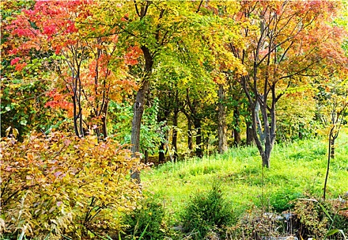 彩色,树林,秋天