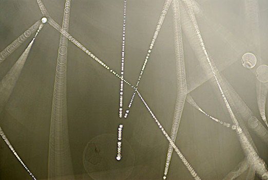 蜘蛛网,逆光,瑞典