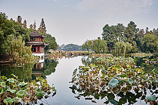 水生植物,传统建筑,杭州,中国
