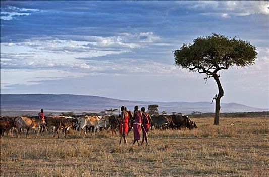 肯尼亚,传统,衣服,马萨伊勇士,看,上方,家庭,牧群,马塞马拉野生动物保护区