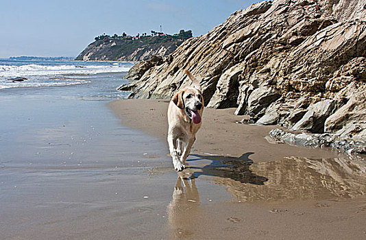 黄色拉布拉多犬,走,沙子,海滩,圣芭芭拉,加利福尼亚
