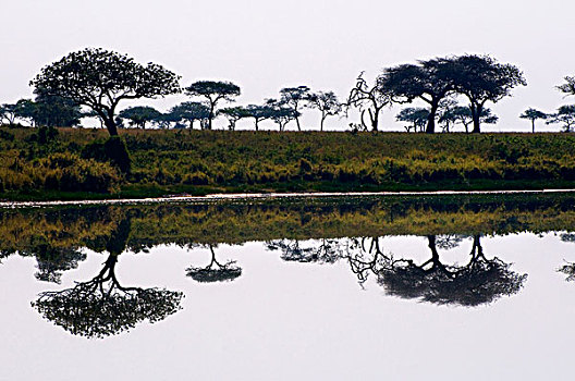 反射,树,湖,塞伦盖蒂国家公园,坦桑尼亚