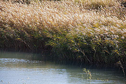 布尔津往禾木乡途中的芦苇湿地,新疆阿尔泰布尔津