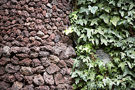 马德拉岛,对比,石头,常春藤