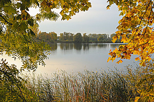 树,湖,黑森州,德国