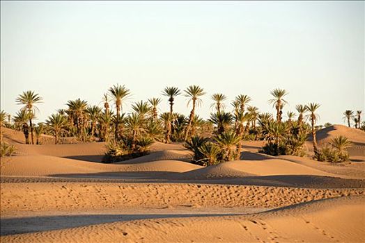 棕榈树,生长,沙漠,靠近,摩洛哥