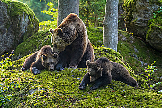 欧洲,棕熊,雌性,幼兽,巴伐利亚,德国