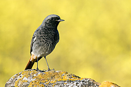 黑色,橙尾鸲莺,赭红尾鸲,栖息,枝条,塞维利亚,安达卢西亚,西班牙