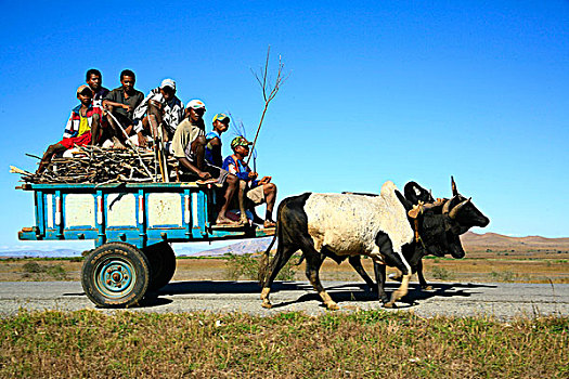 运输,牛,手推车,马达加斯加
