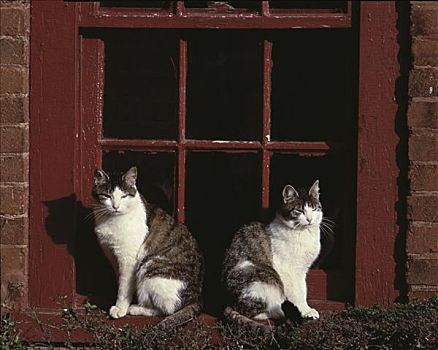 两个,猫,坐,正面,门