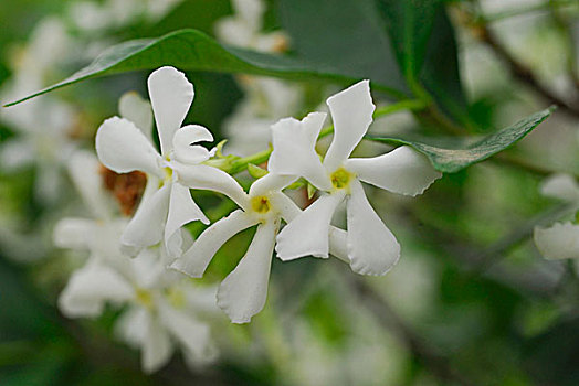 白色,茉莉,花,特写