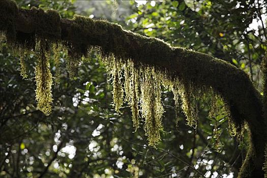 苔藓,树上,加拉霍艾国家公园,树林,加纳利群岛,西班牙