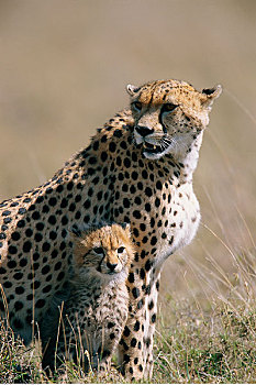 母兽,印度豹,幼兽,马赛马拉国家保护区,肯尼亚,非洲