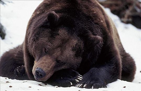 爱睡觉的大灰熊简谱图片