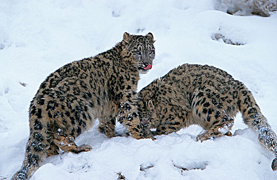 雪,豹,两个,一个,舔,鼻子
