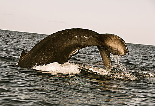 驼背鲸,大翅鲸属,鲸鱼,鲸跃,海洋,特克斯和凯科斯群岛