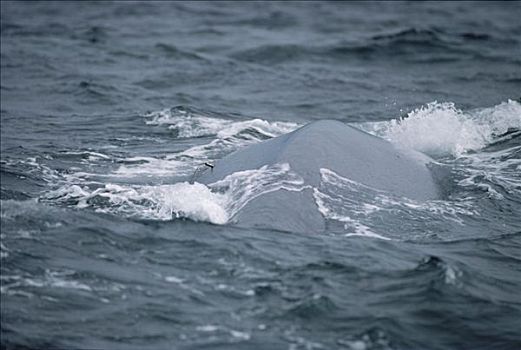 蓝鲸,标签,科特兹海,墨西哥