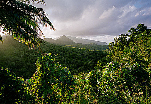 雨林,山,多米尼克,向风群岛,小安的列斯群岛,加勒比