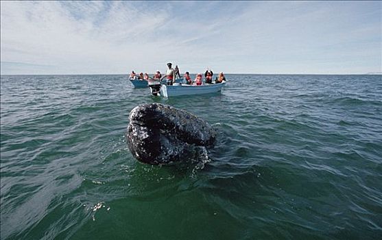 游客,看,灰鲸,北下加利福尼亚州,墨西哥