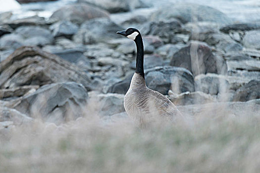 黑额黑雁,省立公园,赫克拉火山磨石省立公园,曼尼托巴,加拿大