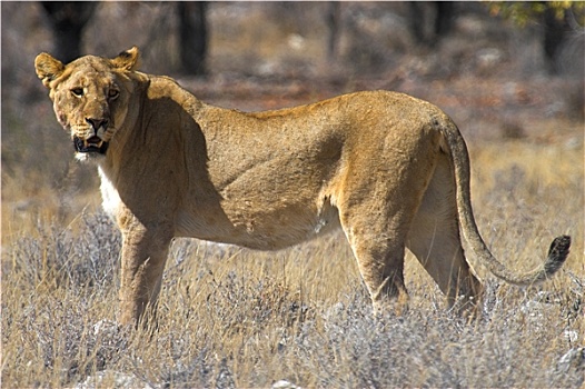 野生动物,纳米比亚
