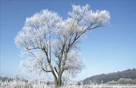 白霜,遮盖,白色,柳树,巴伐利亚,德国