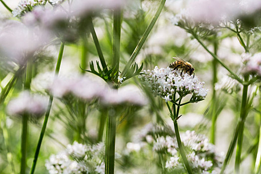 蜜蜂,收集,花粉,盛开,白花,野生,母牛,西芹,猪草,夏天,草地