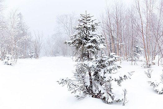 吉林冬天雪地自然景观