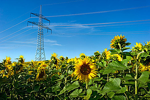 电力,传输线,地点,向日葵,上巴伐利亚,巴伐利亚,德国,欧洲