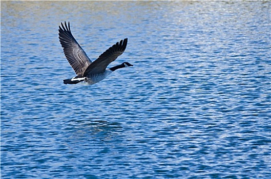 黑额黑雁,飞跃,湖