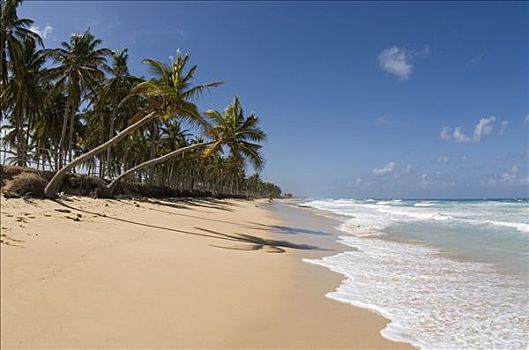 海滩,白沙,椰树,椰,蓬塔卡纳,多米尼加共和国,中美洲