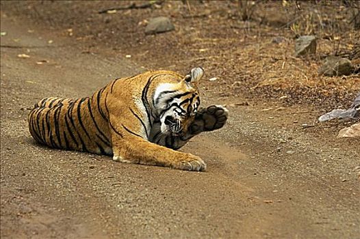 虎,躺着,土路,擦,伦滕波尔国家公园,拉贾斯坦邦,印度