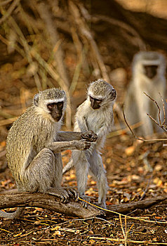 黑长尾猴,猴子,女性,成年,年轻,克鲁格国家公园,南非,非洲