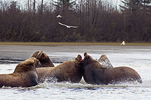 海狮,幼仔,群,争执,低湿地,三角洲,阿拉斯加,春天