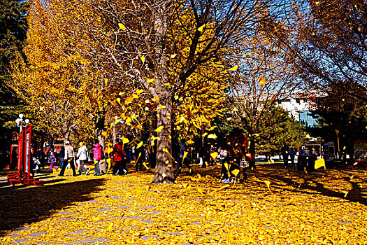 秋天飘在半空中的黄色的银杏叶