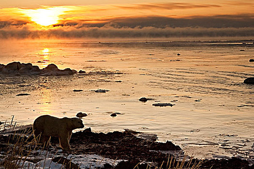 加拿大,哈得逊湾,北极熊,日出,上方,湾