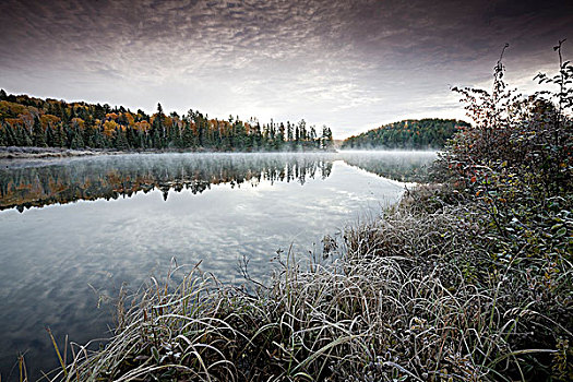 秋色,雾,霜,云杉,湿地,小路,阿尔冈金省立公园,安大略省,加拿大